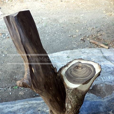 khasiat kayu kalimasada